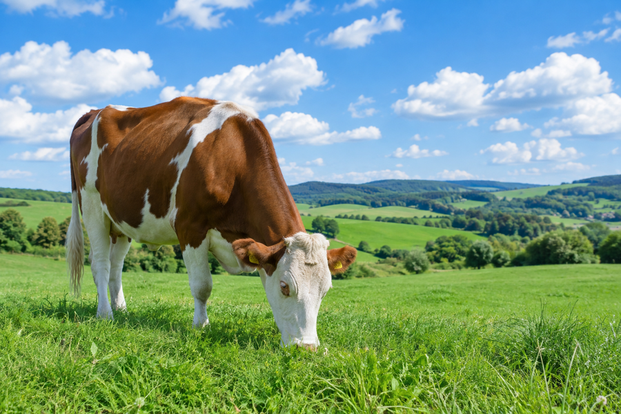 GRASS-FED TALLOW